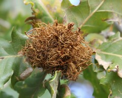 Andricus caputmedusae