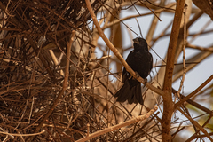 Bubalornis albirostris