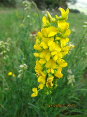 Crotalaria globifera