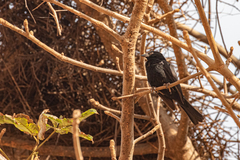 Bubalornis albirostris