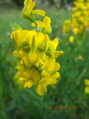 Crotalaria globifera