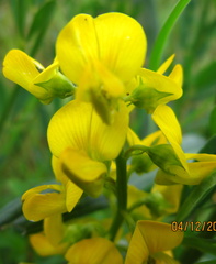Crotalaria globifera