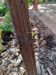 Archaeosynthemis leachii