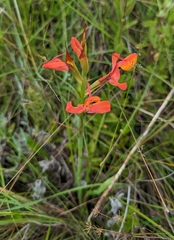 Disa