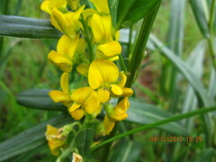 Crotalaria globifera