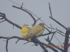 Treron phoenicopterus