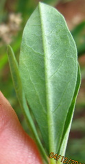 Crotalaria globifera
