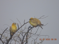 Treron phoenicopterus