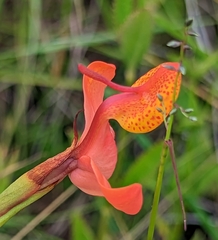 Disa