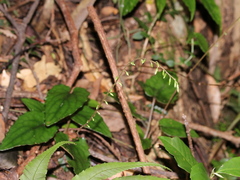 Ainsliaea fragrans