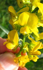 Crotalaria globifera