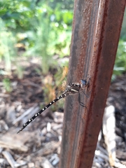 Archaeosynthemis leachii
