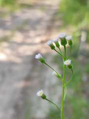 Erigeron acris droebachiensis