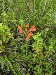 Disa