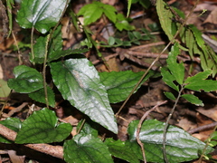Ainsliaea fragrans
