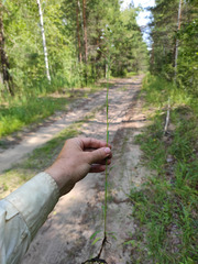 Erigeron acris droebachiensis