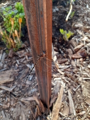 Archaeosynthemis leachii