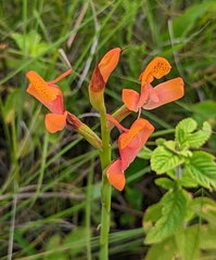 Disa