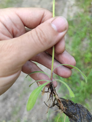 Erigeron acris droebachiensis
