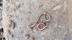 Oligochaeta