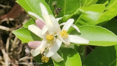 Citrus medica
