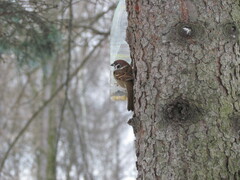 Passer montanus