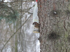 Passer montanus