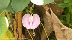 Centrosema pubescens