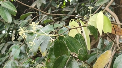 Cinnamomum verum