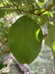 Griselinia