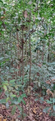 Neolitsea zeylanica