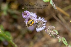 Eristalis arbustorum