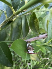 Papilio aegeus