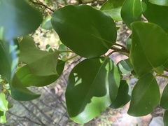 Griselinia