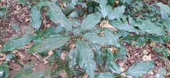 Neolitsea zeylanica