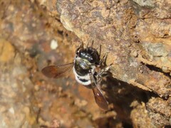 Megachile conjuncta