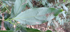 Neolitsea zeylanica