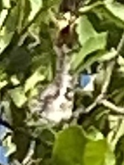 Charaxes achaemenes