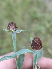 Centaurea × livonica