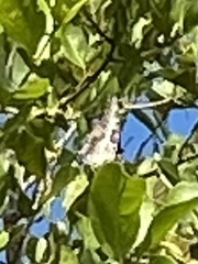Charaxes achaemenes