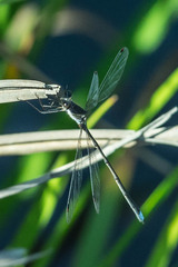 Chlorolestes tessellatus