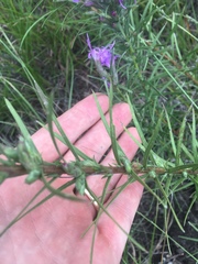 Liatris punctata mucronata