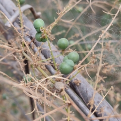 Asparagus racemosus