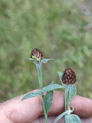 Centaurea × livonica