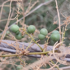 Asparagus racemosus