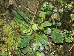 Ainsliaea latifolia