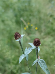 Centaurea × livonica