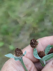 Centaurea × livonica