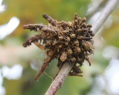 Andricus caputmedusae