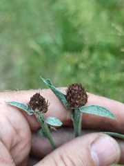 Centaurea × livonica